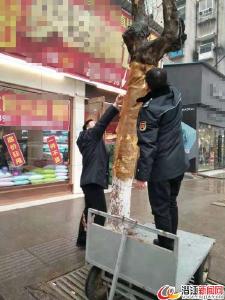 市园林局开展乱牵乱挂专项整治行动