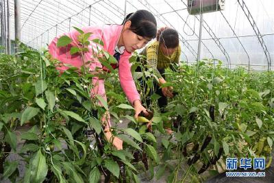 “农圣”故里山东寿光：一棵菜兴一座城