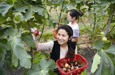 无花果俏销市场 