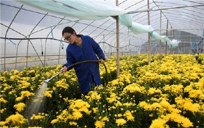 菊花铺就致富路 