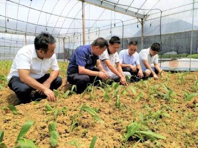 让技术长在泥土里 科技特派员制度20年成果丰硕