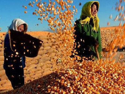 解读中国粮食丰收“密码”——写在世界粮食日到来之际