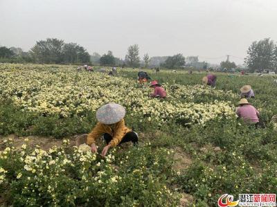 杨市办事处黄脑村：菊花种植促脱贫