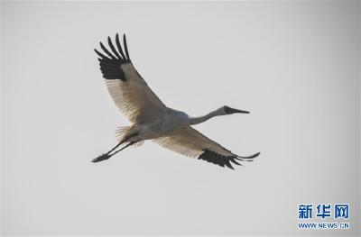 鄱阳湖上白鹤飞——从白鹤迁徙路线之变看生态文明建设