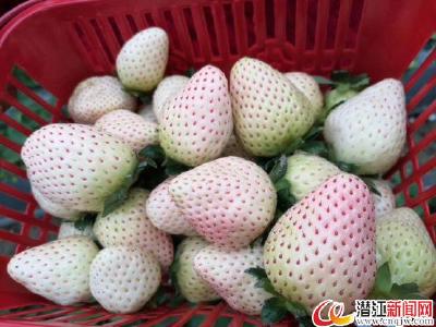 “新贵”白草莓亮相潜江