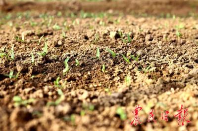稳住农业基本盘　备春耕战疫情紧锣密鼓