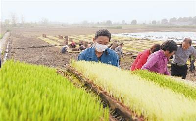 我国粮食供应能应对各种考验