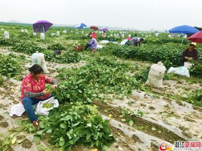 方云种养殖专业合作社发出首笔订单