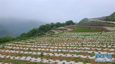 唤醒“沉睡的大山”——“经营乡村”让乌蒙山极贫乡变了“模样”
