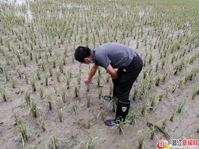 熊口镇：田间地头送技术 助力灾后生产恢复