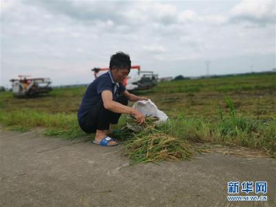 颗粒归仓为何难实现？我国粮食收割环节损失惊人