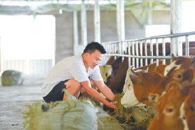 小学教师金鑫扶贫路：从老师到牛倌 一年瘦了20多斤