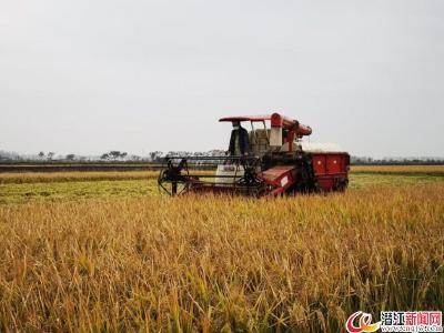 运粮湖：忙碌的收割机手