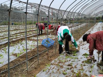 果熟菜香正当时 又是一年秋收景