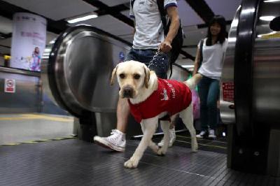 “云养”导盲犬模式上线 领养人需支付费用