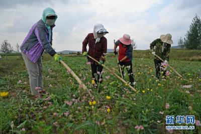 探寻减贫“中国策”——写在西海固告别绝对贫困之际