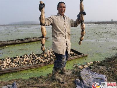 后湖莲藕上市俏销