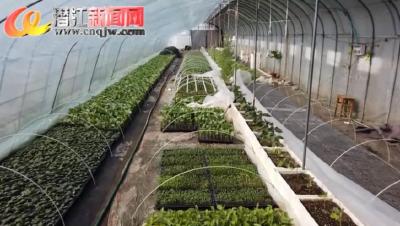 新春走基层 | 农闲不闲 温棚“种植达人”带富乡亲