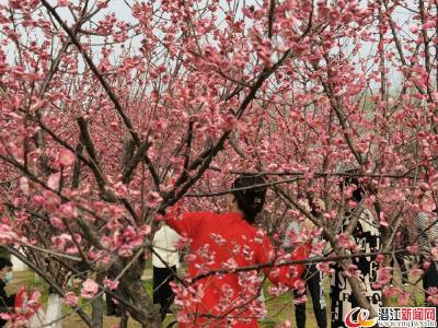 梅苑春意闹 赏梅过大年