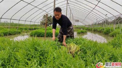 水芹种植效益高