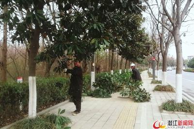 市园林局为城区乔木修剪“发型”