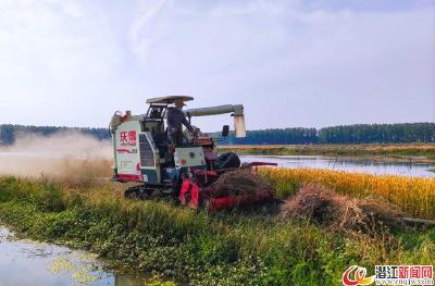 白鹭湖管理区：收割油菜忙