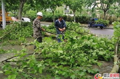 树木倒伏存隐患 园林工人顶风冒雨排险情