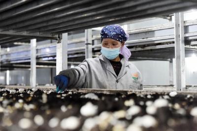 感受小康丨路通天地宽——交通运输行业助力乡村产业发展见闻