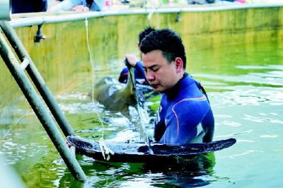 从村民到专家，一场接力“鲸”险大救援——浙江12头“迷路”瓜头鲸生死营救始末