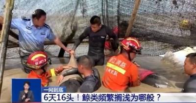 6天16头！鲸类频繁搁浅为哪般？专家解读 