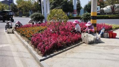 市城市管理执法局多措并举扮靓“双节”