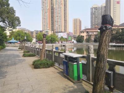 遮阴树木为何被剃“光头”？主管部门：正常修剪