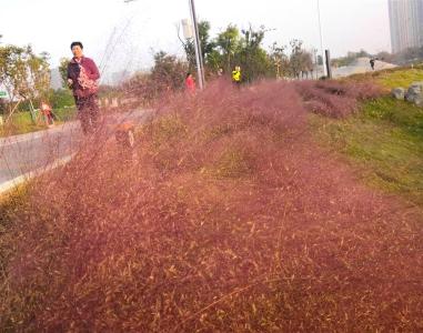 桂花姗姗来迟 海棠提前“报到” 园林专家：气温异常 花儿“乱了季节”