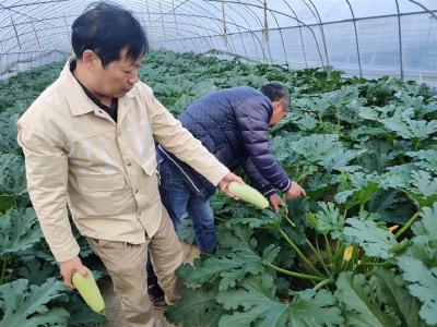 市蔬菜办农技专家走进田间地头献计献策