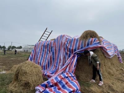 龙湾镇积极开展秸秆还田综合利用工作