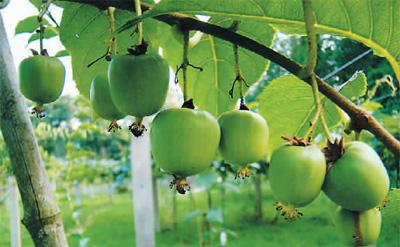 中国重点保护1101种野生植物 