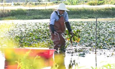 采收菱角 “水中捞金”