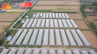 盘活集体土地 大棚增收致富