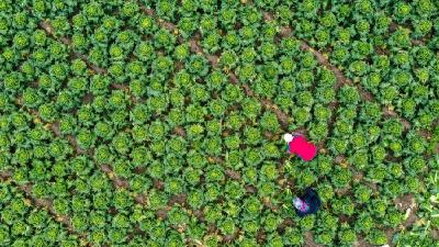 发改委：蔬菜供应量充足 居民消费有保障