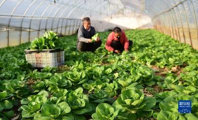 多部门发联合通知 确保“菜篮子”产品保供稳价 