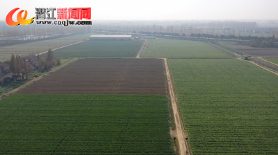 千亩蔬菜基地助力增收致富路
