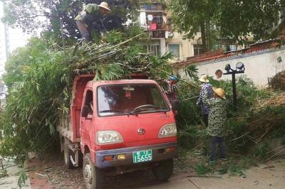 加强游园绿化养护 擦亮城市文明窗口