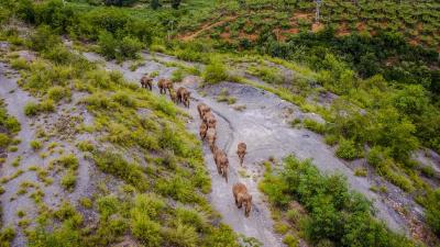 六中全会精神在基层丨濒危物种在“动植物王国”再“安居” 