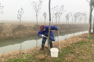 泰丰街道葛柘村：树木涂白“穿新装”