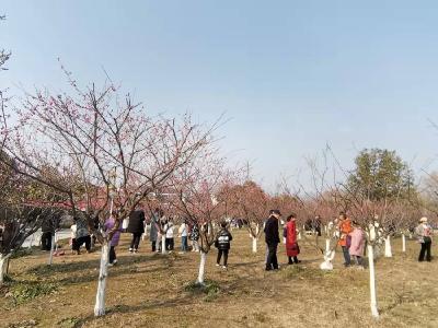 虎年春节 潜江文旅市场平稳有序、亮点纷呈