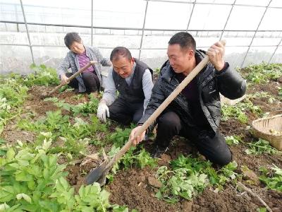 新春走基层|土豆喜丰收 农户笑开颜