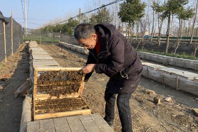 新春走基层|追赶“春天”二十余年的养蜂人