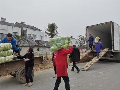 竹根滩镇王拐村：蔬菜产销旺 农户致富忙