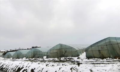 应对雨雪冰冻天气 潜江加强蔬菜生产管理