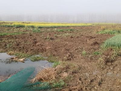 运粮湖管理区开展耕地“非粮化”整治专项监督